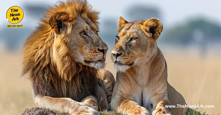 World Lion Day