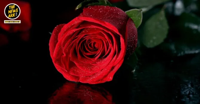 Rose Day 2025